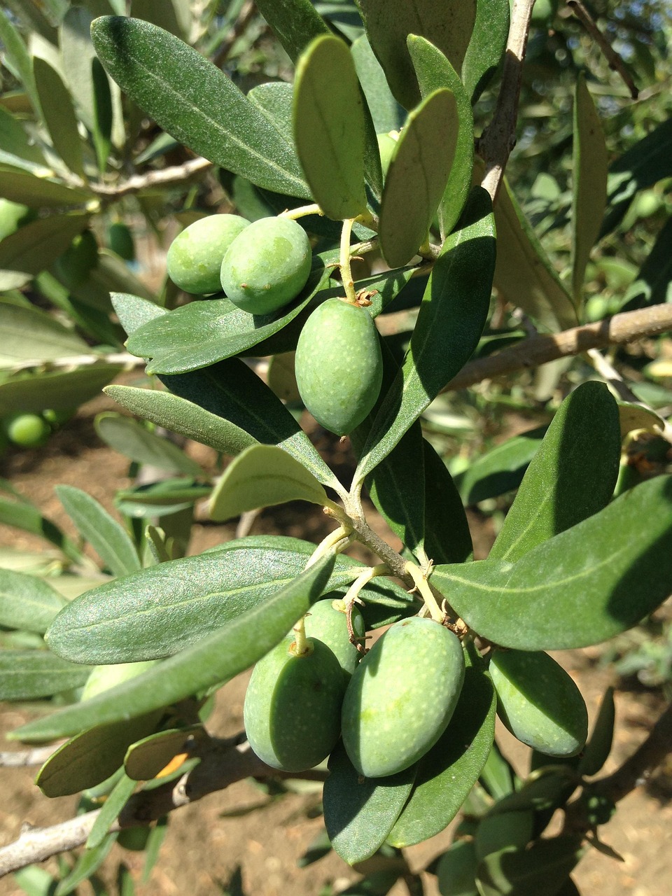 olives, olive tree, sicily, oil fruit, olive branch, plant, nature, fresh olives, olives, olives, olive tree, olive tree, olive tree, olive tree, olive tree, sicily, sicily, sicily, olive branch, olive branch